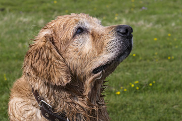 Golden Retriever dog wet after a swim looking up