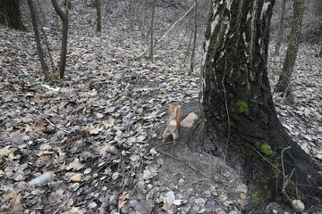 красная белка стоит на задних лапах рядом с березой  