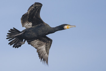 Cormorant in water