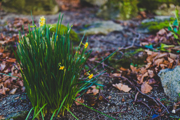 little bush of daffodils with flowers surrounded by fallen leaves