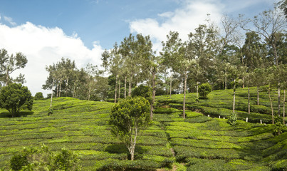 Tea plantation Kerala India