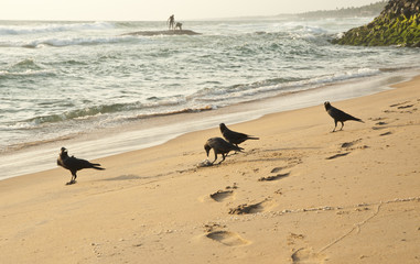 Fototapeta na wymiar Crows on the beach in India