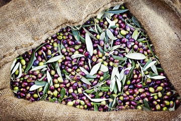 Koroneiki olives harvested into sacks in Messinia, Greece.