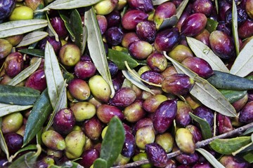 Koroneiki olives harvested in Messinia, Greece.