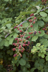 Rubus ulmifolius
