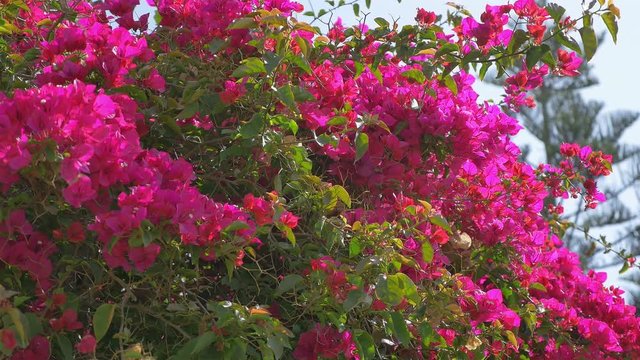 High quality video of pink flowers in the garden in 4K