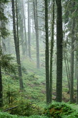 Misty forest