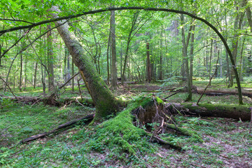 Natural deciduous stand in summer