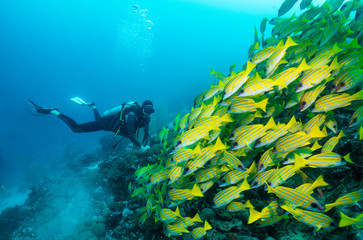 Fototapeta na wymiar Scuba Taucher in einem Schwarm von gelben Schnappern im Indischen Ozean, Malediven