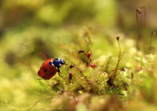 A heavy burden.Little ladybug crawling on green moss with a large drop of dew on the back.