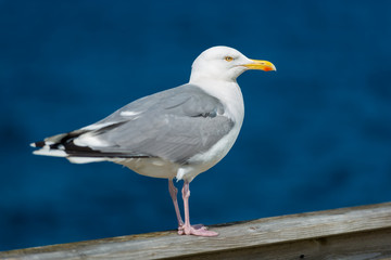 Seagull standing on railing near water