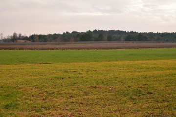 Fototapeta na wymiar widok na pole i las