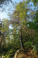 Fototapeta na wymiar pine tree on fontainebleau forest mound
