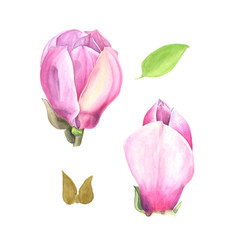 Watercolor illustration of pink magnolia. Set on white background