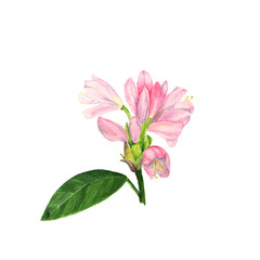 Watercolor illustration of pink rhododendron flowers and leaves on white.