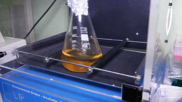 Flask in thermostat with shaker. A flask with e.coli cell culture