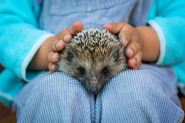 A small HEDGEHOG rests calmly in a BABY’S hands, creating a tender and heartwarming moment of connection with nature.