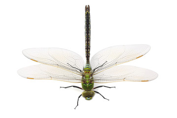 Dragonfly isolated on white
