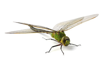 Dragonfly isolated on white