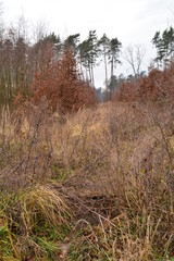krzewy w lesie jesienią © robert6666