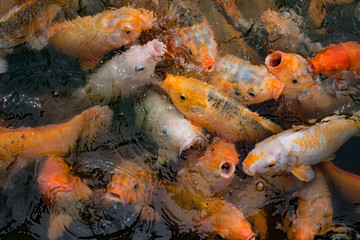 Obraz na płótnie Canvas A craving school of big Japanese KOI fish
