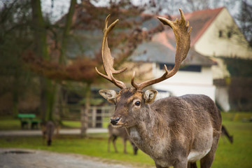 Deer on territory of medieval castle Blatna, Czech Republic