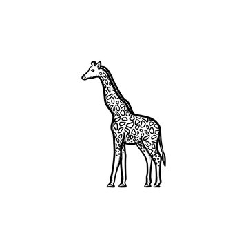 Vector hand drawn Giraffe outline doodle icon. Giraffe sketch illustration for print, web, mobile and infographics isolated on white background.