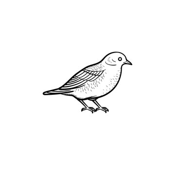 Vector hand drawn Bird outline doodle icon. Bird sketch illustration for print, web, mobile and infographics isolated on white background.