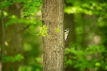 Dendrocopos major. Wild nature of Czech. Free nature. Bird on the tree. Beautiful picture. From bird life. Nature. Forest. Spring. Spring nature. Expanded in Europe.