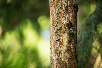 Dendrocopos major. Wild nature of Czech. Free nature. Young. Bird on the tree. Beautiful picture. From bird life. Nature. Forest. Spring. Spring nature. Expanded in Europe.