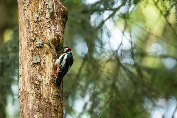 Dendrocopos major. Wild nature of Czech. Free nature. Young. Bird on the tree. Beautiful picture. From bird life. Nature. Forest. Spring. Spring nature. Expanded in Europe.