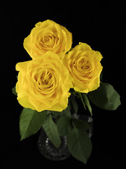 Obraz premium Beautiful yellow roses