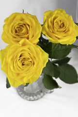 yellow roses isolated on a white background