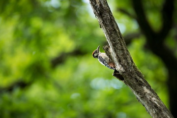 Dendrocopos major. Wild nature of Czech. Free nature. Young. Bird on the tree. Beautiful picture. From bird life. Nature. Forest. Spring. Spring nature. Expanded in Europe.