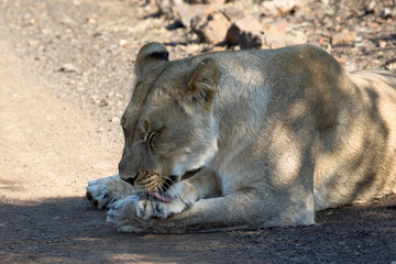 Fototapeta na wymiar Close up of female lion in the Addo Elephant National Park, South Africa