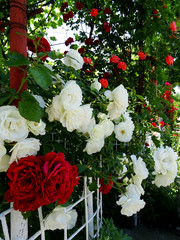 White and Red Rose Garden