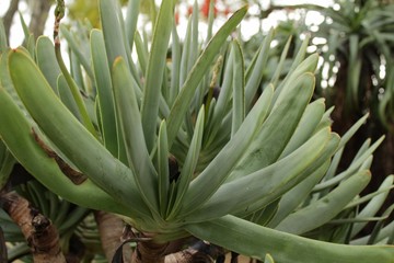Obraz premium Aloe plicatilis plant in the garden in Lisbon