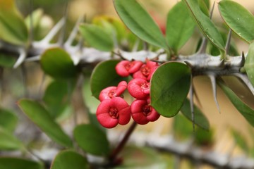 Euphorbia milii in the garden
