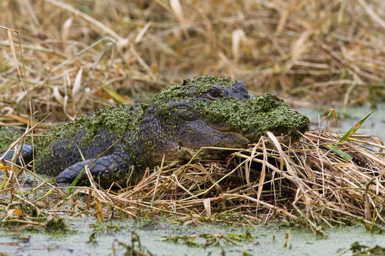 Alligator in Camouflage
