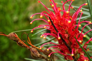 Grevillea banksii, kahili flower in the garden