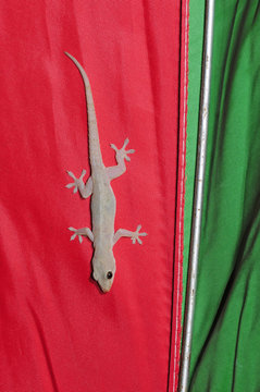 Asiatischer Hausgecko (Hemidactylus frenatus) - Common house gecko