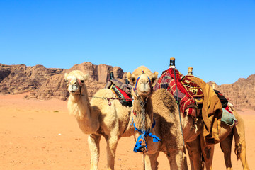 Camels in the middle of the Wadi Rum desert in Jordan