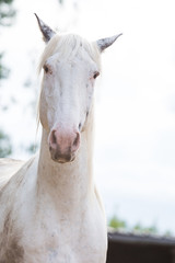 putziges wei&szlig;es Pferd mit grauen Ohren