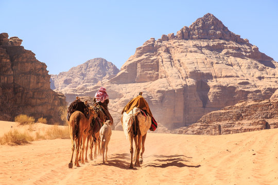 Caravan of camels walking in the Wadi Rum desert in Jordan