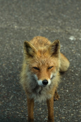 Curious red fox wandering along the road through Shiretoko National Park, Hokkaido, Japan