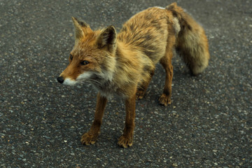 Curious red fox wandering along the road through Shiretoko National Park, Hokkaido, Japan