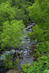 Fototapeta na wymiar River flowing under a roof of green leaves in Shiretoko National Park, Hokkaido, Japan