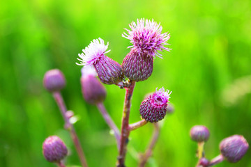 Lilac flowers, fruit of thorny grass, Thistle