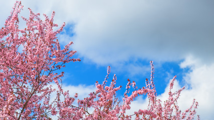 Die japanische Blütenkirsche (Prunus serrulata) im Frühling