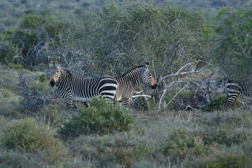 Fototapeta na wymiar Endangered Cape Mountain Zebra (Equus zebra), Addo Elephant National Park, South Africa